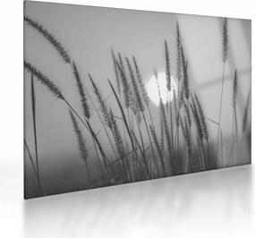 Sklenený obraz - Lúka pri západe slnka (70x50 cm)