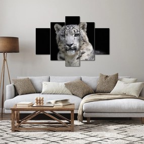 Obraz - Leopard snežný (150x105 cm)