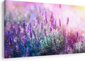 Obraz - Levanduľa vo trblietania slnka (90x60 cm)