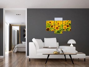 Obraz - Slnečnica (90x60 cm)