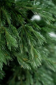 Limpol Jedľa Zuza 1,70 m