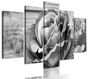 5-dielny obraz nádherná ružová ruža v čiernobielom prevedení