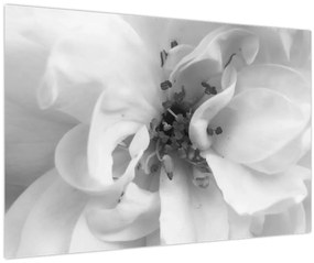 Obraz - Kvet, čiernobiela (90x60 cm)