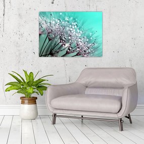 Sklenený obraz - orosená rastlina (70x50 cm)