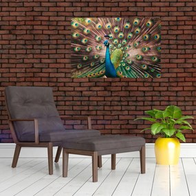 Obraz - Páv (90x60 cm)