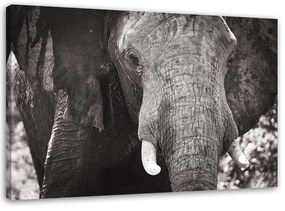 Obraz na plátně Slon Afrika černobílý - 90x60 cm