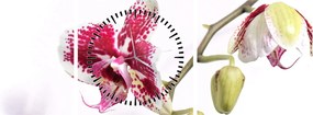 Obraz kvetu orchidey (s hodinami) (90x30 cm)