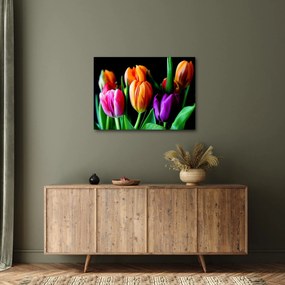 Obraz tulipánov na čiernom pozadí (70x50 cm)