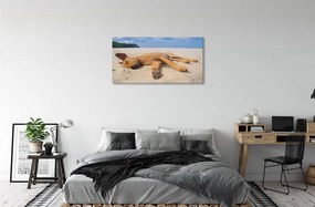 Obraz na plátne Ležiaci pes pláž 140x70 cm