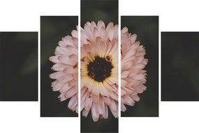 Obraz oranžovej kvetiny (150x105 cm)