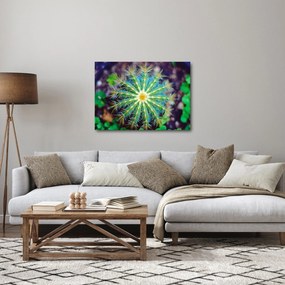 Obraz kaktusu (70x50 cm)