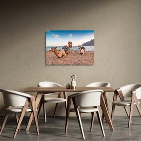 Sklenený obraz tiav (70x50 cm)