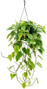 Philodendron scandens hanger 28x80 cm