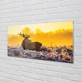 Sklenený obraz Jeleň zimné slnko 125x50 cm