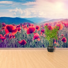 Fototapeta Vliesová Makové kvety 416x254 cm