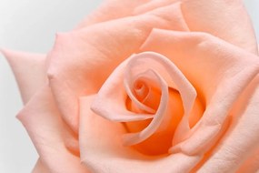 Obraz ruža v broskyňovom odtieni - 120x80