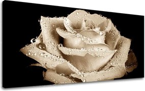 Obraz na stenu Panoráma KVETY XOBKV109E13 - 60x120 cm