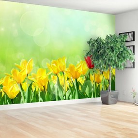 Fototapeta Vliesová Žlté tulipány 416x254 cm