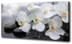 Foto obraz na plátne Orchidea oc-144310520