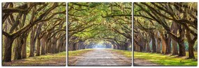 Obraz na plátne - Historické dubové stromy lemované poľnou cestou - panoráma 5239B (90x30 cm)