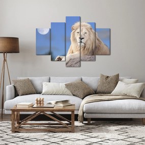 Obraz - Biely lev (150x105 cm)
