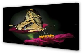 Obraz na plátne Motýľ na kvetine 120x60 cm
