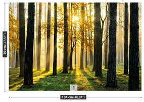Fototapeta Vliesová Ráno v lese 152x104 cm