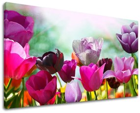 Obraz na stenu KVETY TULIPÁNY | rôzne rozmery