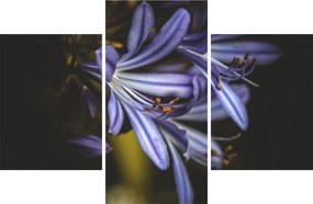Obraz - Lila (90x60 cm)