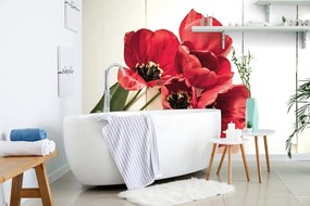 Fototapeta rozkvitnuté červené tulipány - 150x100