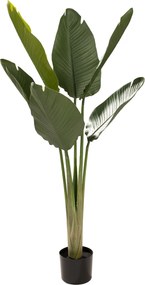 Strelícia v kvetináči 130 cm