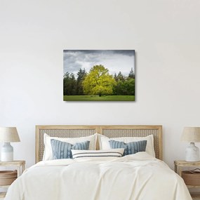Obraz zeleného stromu uprostred poľa (70x50 cm)