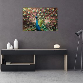 Obraz - Páv (90x60 cm)