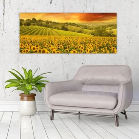 Obraz - Slnečnicové pole (120x50 cm)