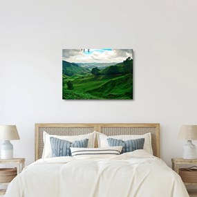 Obraz - Čajové plantáže v Malajzii (70x50 cm)