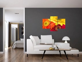 Obraz - Kvety Gerbery (90x60 cm)
