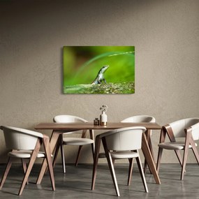 Obraz jašteričky (90x60 cm)
