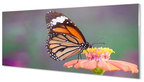 Obraz na akrylátovom skle Farebný motýľ kvetina 120x60 cm