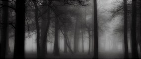 Obraz - Les v hmle (120x50 cm)