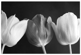 Obraz - Čiernobiele kvety tulipánov (90x60 cm)