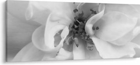 Obraz - Kvet, čiernobiela (120x50 cm)