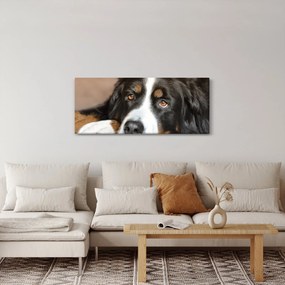Obraz psa (120x50 cm)