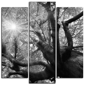 Obraz na plátne - Slnko cez vetvi stromu - štvorec 3240QC (105x105 cm)