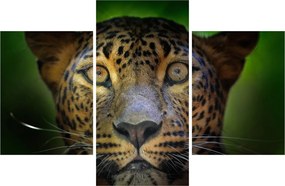 Obraz - Portrét leoparda, Sri Lanka (90x60 cm)