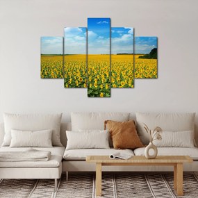 Obraz - pás slnečníc (150x105 cm)