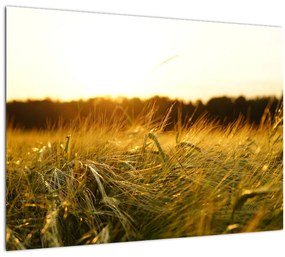 Obraz orosenej trávy (70x50 cm)