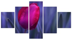 Obraz - tulipán