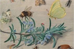 Obraz - Jan van Kessel the Elder, Insects and a Sprig of Rosemary, reprodukcia (90x60 cm)