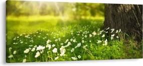 Obraz paseky a kvetín (120x50 cm)