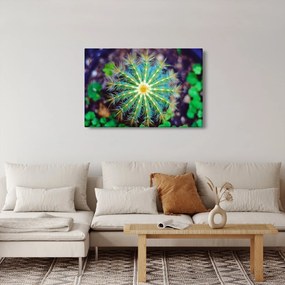 Obraz kaktusu (90x60 cm)